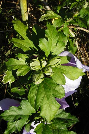 Hibiscus syriacus \ Strauch-Eibisch, Hibiskus / Rose Mallow, Rose of Sharon, D Gimbsheim 17.7.2014