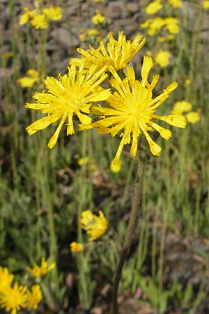 Hieracium bauhini \ Ungarisches Habichtskraut / Bauhin's Hawkweed, D Altenglan 21.5.2011