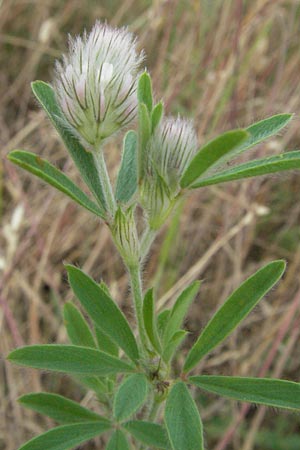 Trifolium arvense \ Hasen-Klee / Hare's-Foot Clover, D Donnersberg 16.6.2006