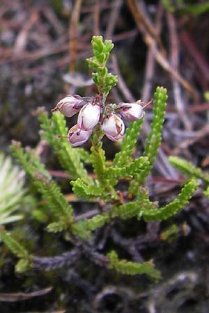 Calluna vulgaris \ Heidekraut, Besen-Heide, D Wetter 7.9.2013