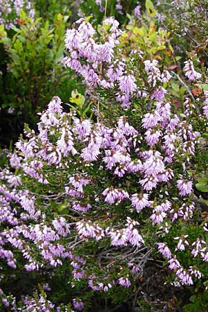 Calluna vulgaris / Heather, D Black-Forest, Ruhestein 10.8.2014