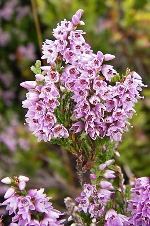 Calluna vulgaris \ Heidekraut, Besen-Heide / Heather, D Schwarzwald/Black-Forest, Ruhestein 10.8.2014