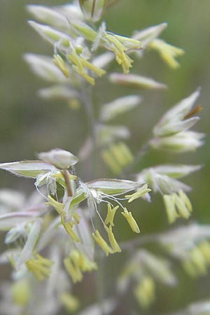 Holcus lanatus / Common Velvet Grass, D Reilingen 12.5.2011