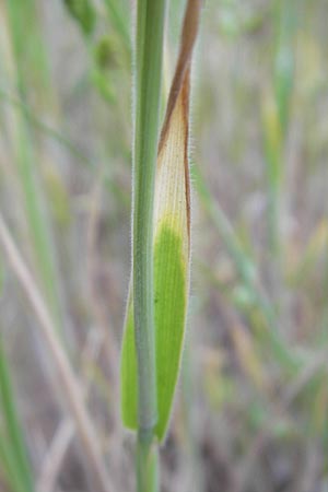 Holcus lanatus \ Wolliges Honiggras / Common Velvet Grass, D Reilingen 12.5.2011