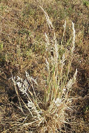 Holcus lanatus / Common Velvet Grass, D Reilingen 12.5.2011