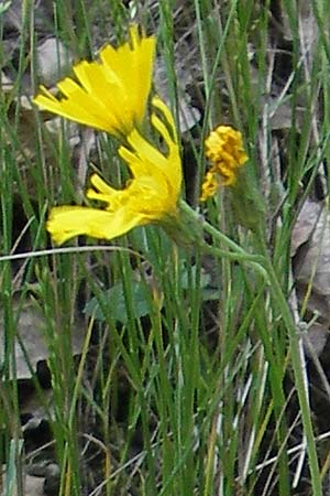 Hieracium lachenalii \ Gewhnliches Habichtskraut, D Idar-Oberstein 3.6.2011