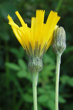 Hieracium bifidum \ Gabeliges Habichtskraut / Hawkweed, D Ettal 21.6.2011