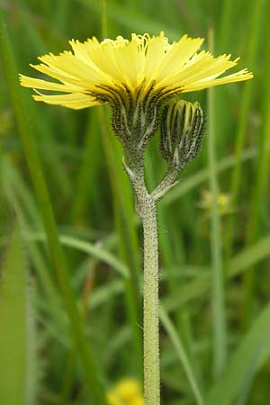 Hieracium lactucella / European Hawkweed, D Black-Forest, Reichental 8.6.2013