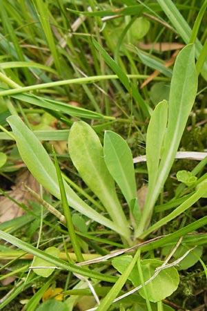 Hieracium lactucella / European Hawkweed, D Black-Forest, Reichental 8.6.2013