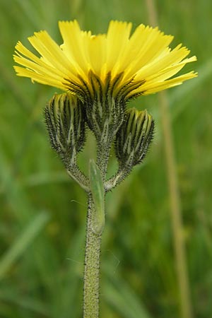 Hieracium lactucella / European Hawkweed, D Black-Forest, Reichental 8.6.2013