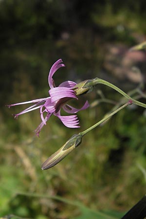 Prenanthes purpurea \ Purpur-Hasenlattich, D Schwarzwald, Hornisgrinde 31.7.2013