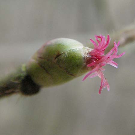 Corylus avellana \ Haselnuss / Hazel, D Weinheim an der Bergstraße 21.1.2007