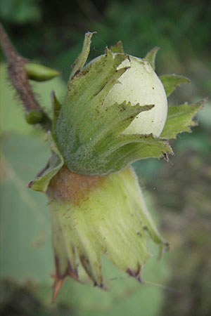 Corylus avellana / Hazel, D Römerberg 9.9.2009