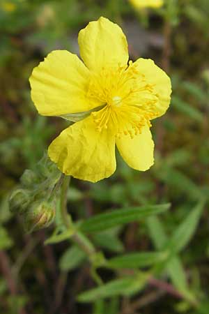 Helianthemum nummularium \ Kleinblttriges Sonnenrschen, D Schwetzingen 14.7.2011