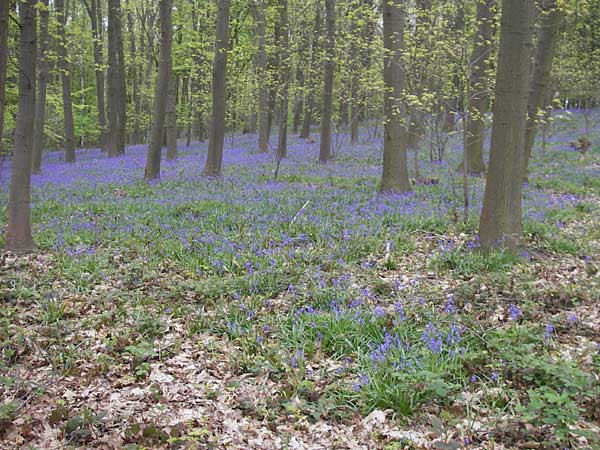 Hyacinthoides non-scripta \ Hasenglckchen / English Bluebell, D Hückelhoven-Baal 30.4.2012