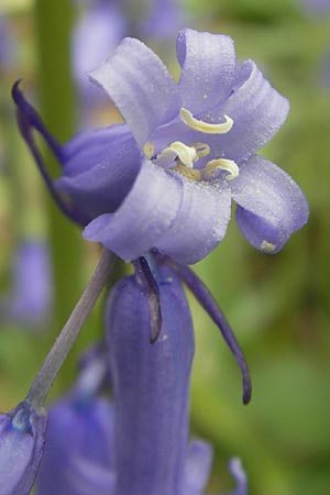 Hyacinthoides non-scripta \ Hasenglckchen / English Bluebell, D Hückelhoven-Baal 30.4.2012