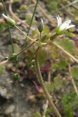 Holosteum umbellatum \ Spurre / Jagged Chickweed, D Hambrücken 7.4.2007