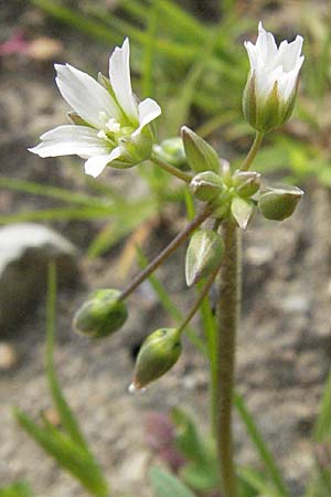 Holosteum umbellatum / Jagged Chickweed, D Hambrücken 7.4.2007