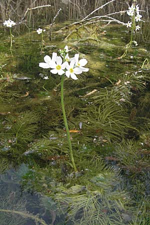 Hottonia palustris \ Sumpf-Wasserfeder / Water Violet, D Rastatt 3.5.2007