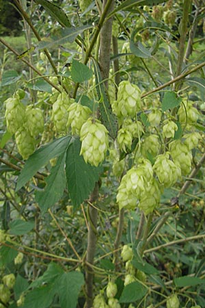 Humulus lupulus \ Hopfen, D Kehl 7.9.2011