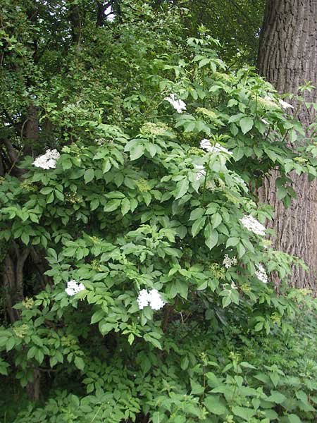 Sambucus nigra / Elder, D Lampertheim 21.5.2012