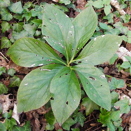 Helleborus orientalis \ Orientalische Nieswurz / Oriental Hellebore, Lenten Rose, D Bensheim 17.3.2014