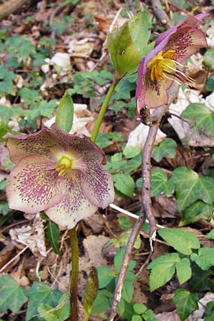 Helleborus orientalis \ Orientalische Nieswurz / Oriental Hellebore, Lenten Rose, D Bensheim 17.3.2014