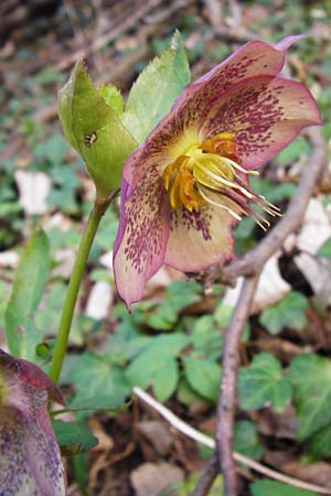 Helleborus orientalis \ Orientalische Nieswurz / Oriental Hellebore, Lenten Rose, D Bensheim 17.3.2014