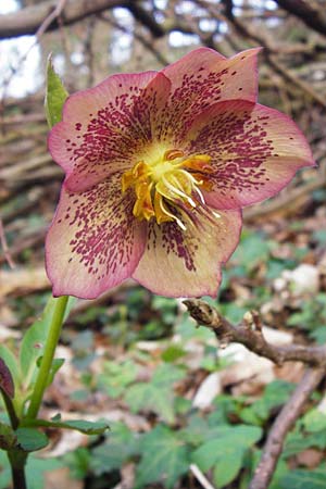 Helleborus orientalis \ Orientalische Nieswurz, D Bensheim 17.3.2014