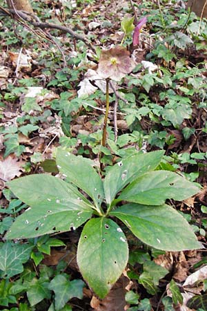 Helleborus orientalis \ Orientalische Nieswurz, D Bensheim 17.3.2014