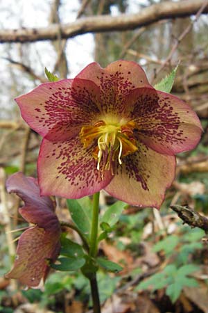 Helleborus orientalis \ Orientalische Nieswurz, D Bensheim 17.3.2014