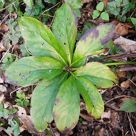 Helleborus orientalis \ Orientalische Nieswurz, D Bensheim 17.3.2014