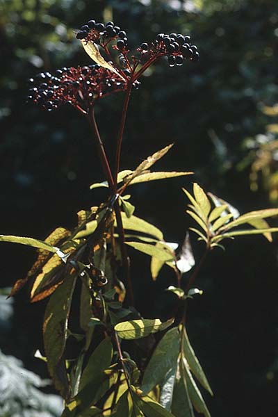 Sambucus nigra \ Schwarzer Holunder, D Pforzheim 26.10.1980