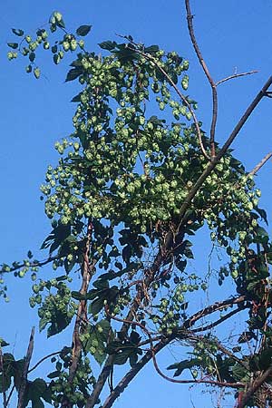 Humulus lupulus \ Hopfen / Hop, D Mannheim 4.9.2005