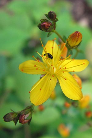 Hypericum pulchrum \ Schnes Johanniskraut, D Schwarzwald, Reichental 7.7.2012