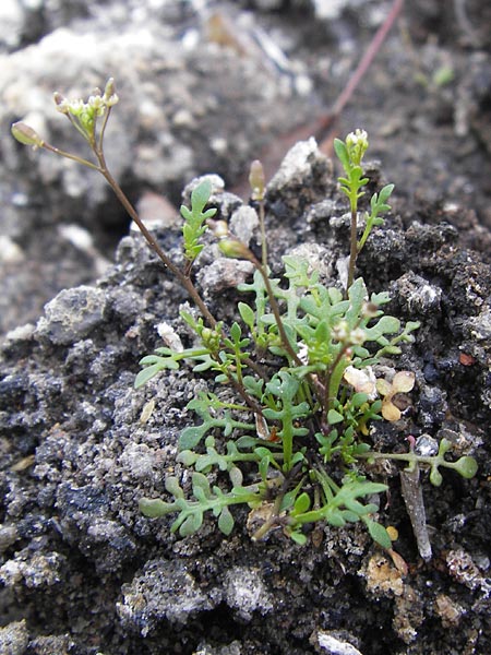 Hornungia procumbens / Slenderweed, Oval Purse, D Philippsthal-Heimboldshausen 6.7.2013