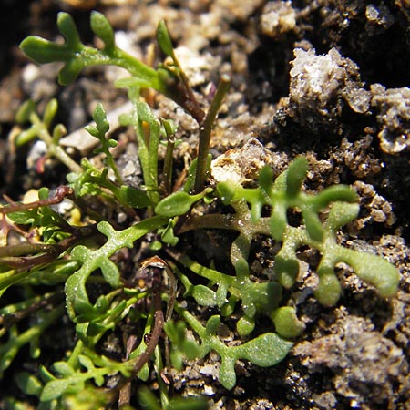 Hornungia procumbens \ Liegende Salzkresse, Salztschel / Slenderweed, Oval Purse, D Philippsthal-Heimboldshausen 6.7.2013