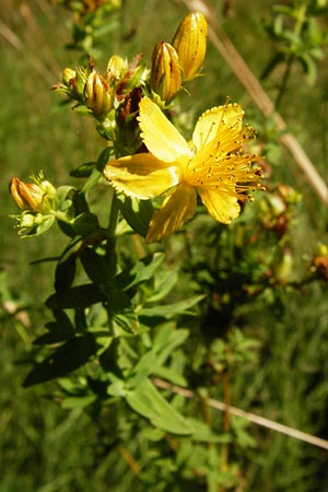 Hypericum perforatum \ Echtes Johanniskraut, Tpfel-Hartheu / Perforate St. John's-Wort, D Ketsch 2.7.2014