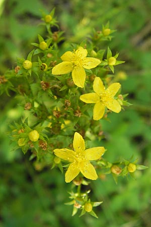 Hypericum tetrapterum \ Geflgeltes Johanniskraut, Flgel-Johanniskraut / Square-Stalked St. John's-Wort, D Philippsburg 14.8.2013