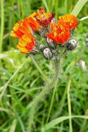 Hieracium aurantiacum \ Orangerotes Habichtskraut, D Odenwald, Erbach 30.5.2014