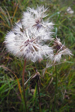 Hypochaeris radicata \ Gewhnliches Ferkelkraut, D Hanhofen 18.9.2014