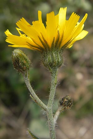 Hieracium schmidtii agg. \ Blasses Habichtskraut / Schmidt's Hawkweed, D Nohfelden 14.5.2011