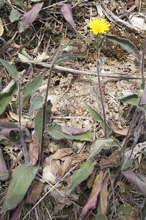 Hieracium schmidtii agg. \ Blasses Habichtskraut, D Nohfelden 14.5.2011