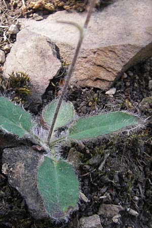 Hieracium schmidtii agg. \ Blasses Habichtskraut / Schmidt's Hawkweed, D Wolfstein 21.5.2011