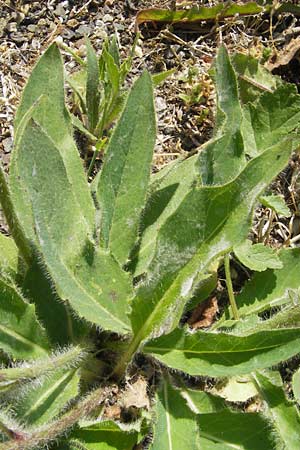 Hieracium spec2 ? \ Habichtskraut, D Türkismühle 21.5.2011