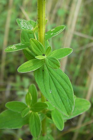 Hypericum tetrapterum \ Geflgeltes Johanniskraut, Flgel-Johanniskraut / Square-Stalked St. John's-Wort, D Philippsburg 25.7.2013