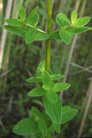 Hypericum tetrapterum \ Geflgeltes Johanniskraut, Flgel-Johanniskraut / Square-Stalked St. John's-Wort, D Philippsburg 25.7.2013