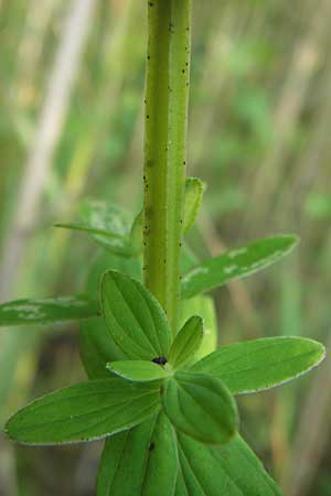 Hypericum tetrapterum \ Geflgeltes Johanniskraut, Flgel-Johanniskraut / Square-Stalked St. John's-Wort, D Philippsburg 25.7.2013