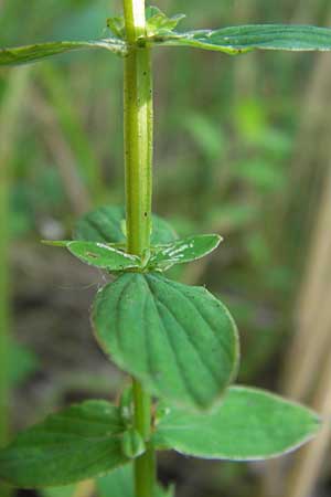 Hypericum tetrapterum \ Geflgeltes Johanniskraut, Flgel-Johanniskraut / Square-Stalked St. John's-Wort, D Philippsburg 25.7.2013