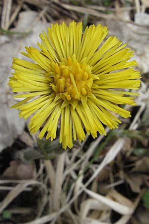 Tussilago farfara \ Huflattich, D Bensheim 22.4.2006